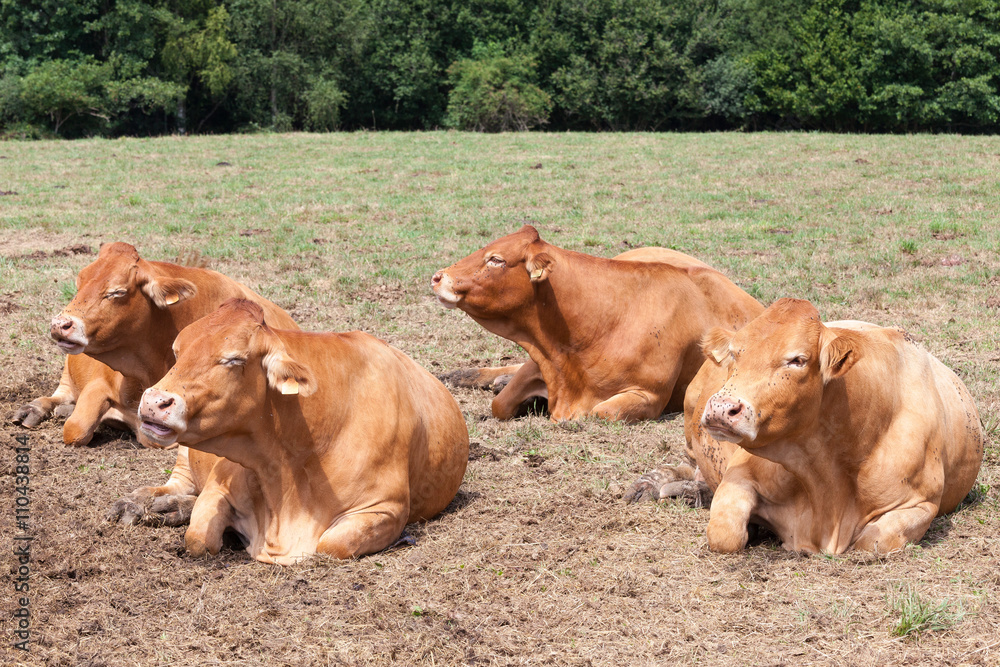 Four pregnant Limousin beef cows lying chewing the cud in the hot summer sun in a dry pasture - obrazy, fototapety, plakaty 
