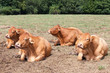Four pregnant Limousin beef cows lying chewing the cud in the hot summer sun in a dry pasture
