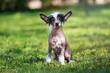 chinese crested puppy sitting outdoors