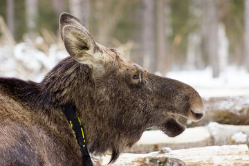 Elk on Sumarokovo`s farm