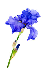 blue iris flower isolated on white