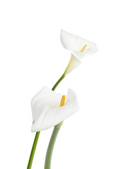 two calla lily with green stem