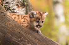 Female Cougar Kitten (Puma Concolor) In Tree