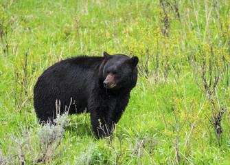 black bear