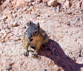 Wall Mural - The golden-mantled ground squirrel (Callospermophilus lateralis) open mouth