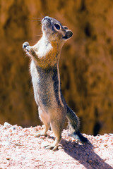 Wall Mural - The golden-mantled ground squirrel (Callospermophilus lateralis)