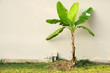 canvas print picture - Small banana tree on yard