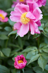 Wall Mural - pink peony flowers with green leaves in a garden