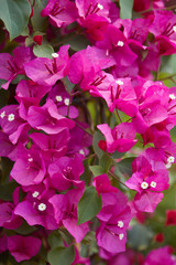 Wall Mural - bougainvillea, purple flowers texture background