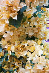 Wall Mural - bougainvillea, yellow flowers texture background