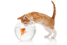 Cat And An Aquarium With Fish