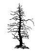 drawing dry conifer larch with gnarled branches ink sketch hand-drawn vector illustration