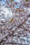 cherry blossoms