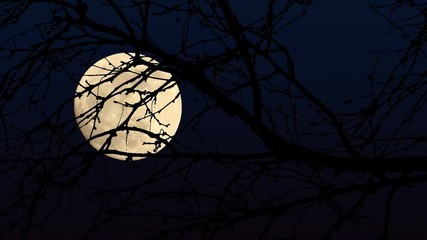 Wall Mural - Full Moon Branches Close Up