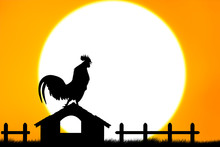 Roosters Crow Stand On Housetop Big Sunset Background