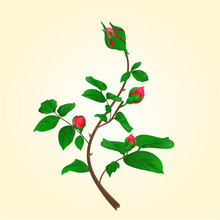 Buds Of Climbing Red Rose  Stem With Leaves And Bud Vector Illustration