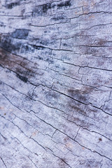 Sticker - Closeup of wood texture