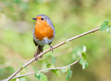 European Robin In A Branch In A Woodland With A Natural Background Setting.