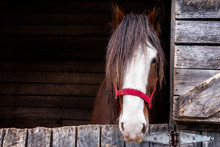 Head Of A Clydesdale Horse/
Head Shot Of A Clydesdale Horse Inside Is Box With A Red Licol
