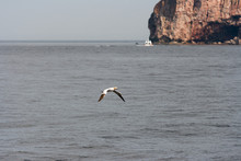 Northern Gannet Flying Just Over The Surface Of The Ocean With Ile Bonaventure In The Background.