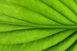 © Alekss - green leaf texture