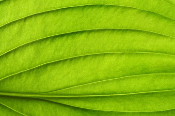  green leaf texture