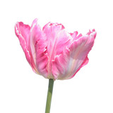Pink Parrot tulip isolated on white background