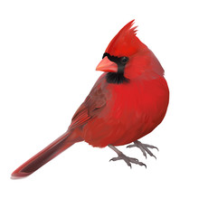 Northern Cardinal Portrait.
Hand Drawn Vector Illustration Of A Male Northern Cardinal Showing Off Its Beautiful Red Plumage. Transparent Background, Realistic Representation.
