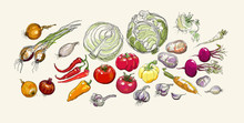 Realistic Vector Hand Drawing Set Of Vegetables