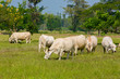 © piyagoon - Cows grazing on a green summer meadow