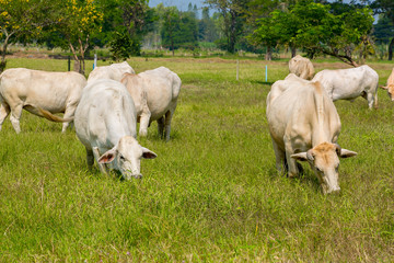 Cows grazing on a green summer meadow