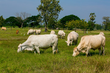 Cows grazing on a green summer meadow