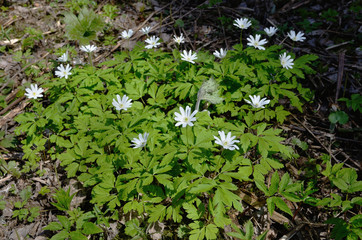 Wall Mural - gentle white anemone flowers.