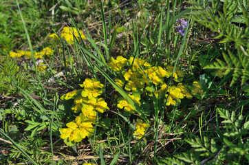Wall Mural - yellow green spring plant.
