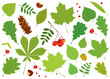Vector set of different, colourful, isolated tree leaves, Rowan berries, acorn, chestnuts and pine cone on white background.