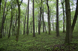 Fototapeta Las - Trees on a knoll in the green forest