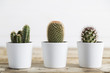 Three cactus plants