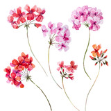 Fototapeta  - Watercolor geranium floral set