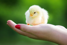 The Little Chick In Hands