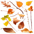 © Africa Studio - Collection of autumn dried twigs and leaves, isolated on white