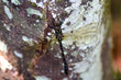 Giant green and brown dragonfly perched on a Coachwood tree