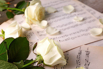 Sticker - Beautiful rose on music sheets background