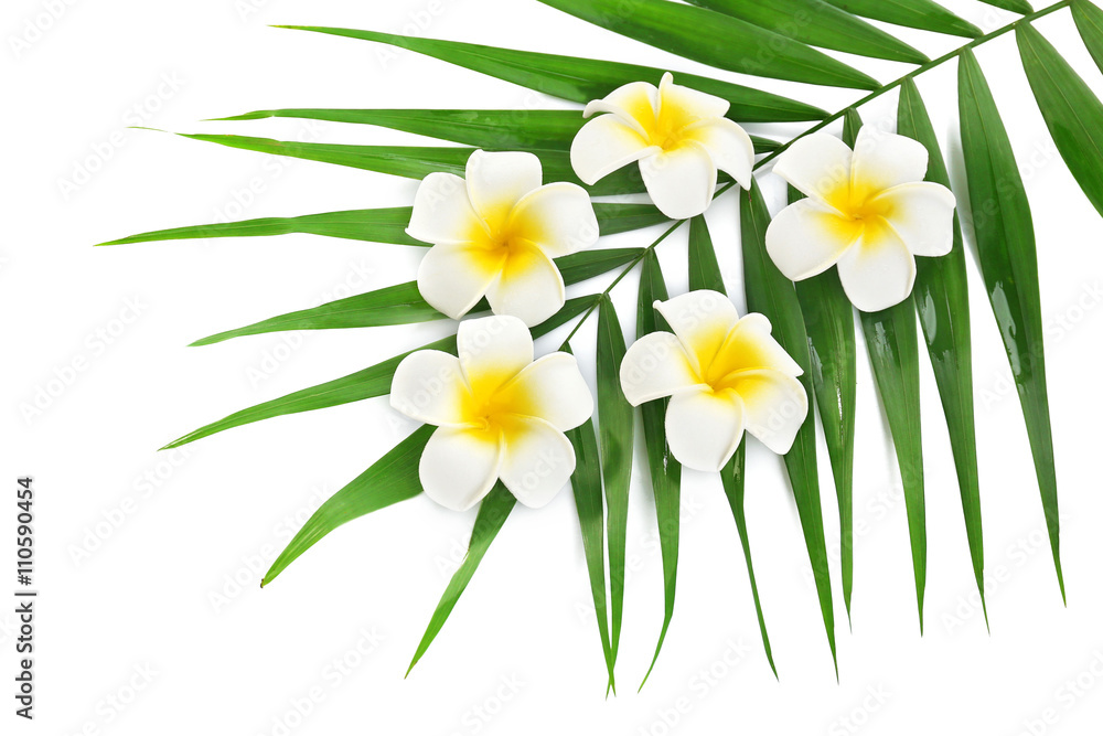 Plumeria flowers and palm leaves, closeup