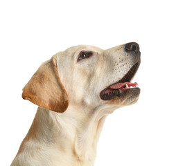 Wall Mural - Cute Labrador dog isolated on white