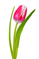 Wall Mural - Pink tulip isolated on a white background