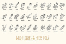 Wild Flowers And Herbs Hand Drawn Set. Volume 2. Botany. Vintage Flowers. Vintage Vector Illustration.