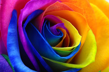 Rainbow Rose Or Happy Flower