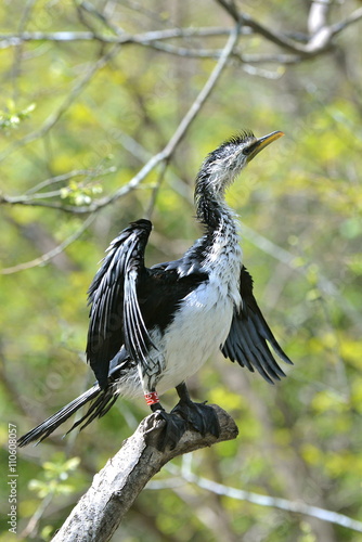 Cormoran Pie Petit Cormoran Oiseau Buy This Stock Photo