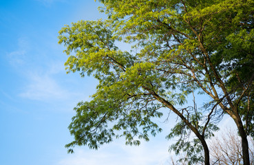 Spring trees 