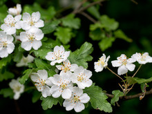 Hawthorn Blossom In Spring.